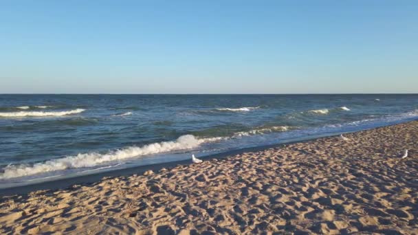 Playa Del Mar Disparos Verano Atardecer Gaviotas Playa Del Mar — Vídeo de stock