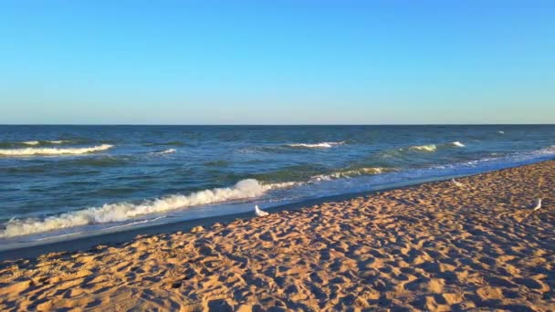 海のビーチ 日没の夏に撮影 海のビーチでカモメ — ストック動画