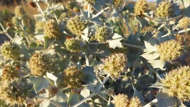 Eryngium Maritimum Prickle Flowers Thorny Leaves Shooting Sand Dunes Summer — Stock Video