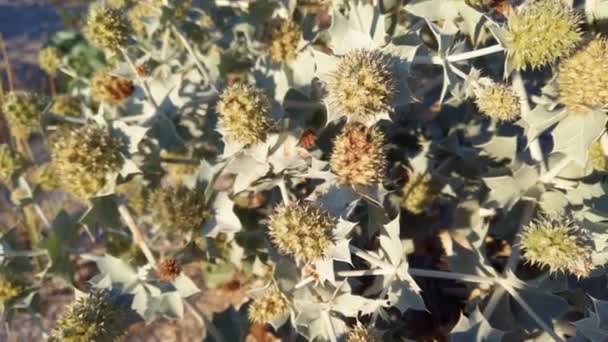 Eryngium Maritimum Prickle Flowers Thorny Leaves Shooting Sand Dunes Summer — Stock Video