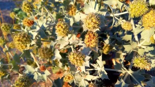 Eryngium Maritimum Prickle Flowers Thorny Leaves Shooting Sand Dunes Summer — Stock Video