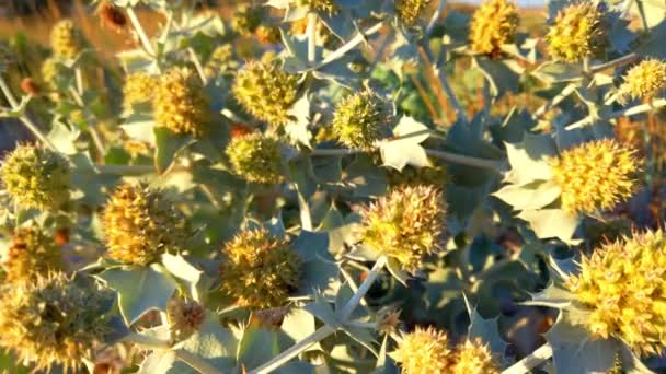 Eryngium Maritimum Stachelige Blüten Mit Dornigen Blättern Sanddünen Schießen Sommer — Stockvideo