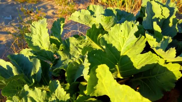 Crambe Pontica Crambe Maritima Shooting Sand Dunes Summer — Stock Video