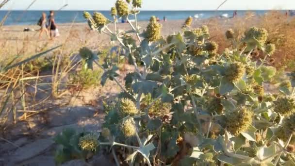 Eryngium Maritimum Prickle Flowers Thorny Leaves Shooting Sand Dunes Summer — Stock Video