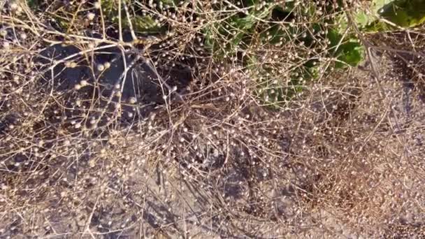 Crambe Pontica Crambe Maritima Shooting Sand Dunes Summer — Stock Video