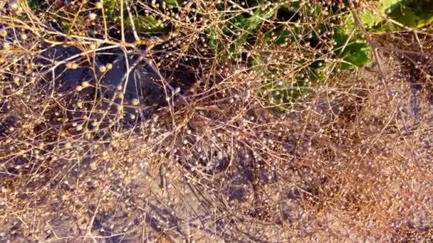Crambe pontica. Crambe maritima L. Shooting sand dunes in summer. — Stock Footage Crambe Pontica Crambe Maritima Shooting Sand Dunes Summer Stock Video