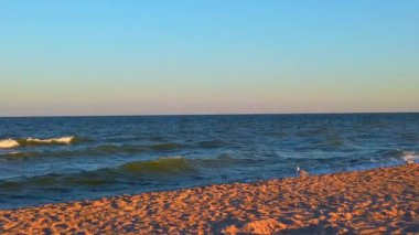 Deniz kıyısındaki martılar. Gün batımında uçan martılar gibi. Yazın çekim..