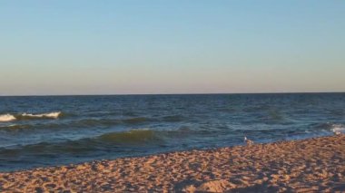 Deniz kıyısındaki martılar. Gün batımında uçan martılar gibi. Yazın çekim..