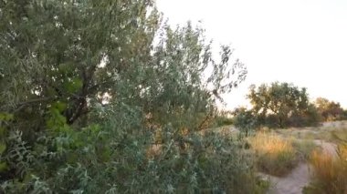 Gün batımında ağaç vurmak. Yazın film çekmek..