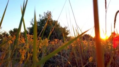 Medicago Falcata. Gün batımında kır çiçekleri. Yazın çekim. Phragmites australis.