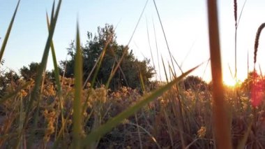 Medicago Falcata. Gün batımında kır çiçekleri. Yazın çekim. Phragmites australis.