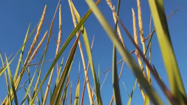 Phragmites Australis Cane Shooting Summer Sunset — Stock Video