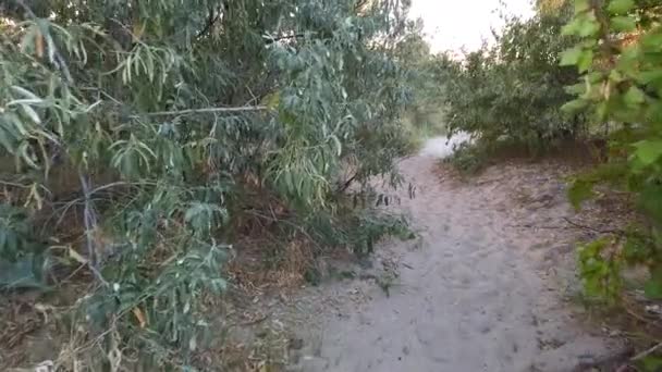 Bäume Schießen Bei Sonnenuntergang Dreharbeiten Sommer — Stockvideo