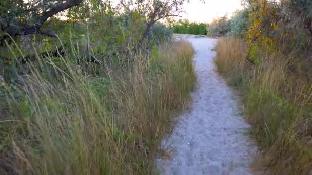 Shooting Sand Dunes Summer Shooting Evening Phragmites Australis — Stock Video