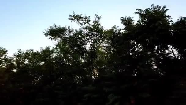 Стрельба Деревьям Закате Съемки Летом — стоковое видео