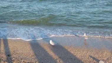 Deniz kıyısındaki martılar. Gün batımında uçan martılar gibi. Yazın çekim..