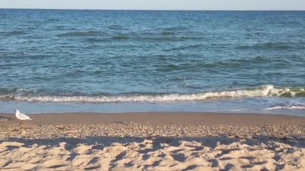 海滩上的海鸥海鸥在夕阳的余晖中飞翔 夏天的枪战 — 图库视频影像