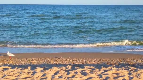 Γλάροι Στην Παραλία Πτήση Γλάρων Στις Ακτίνες Του Ηλιοβασιλέματος Πυροβολισμοί — Αρχείο Βίντεο