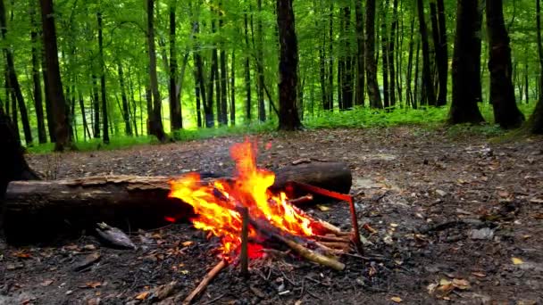 Disparando Incêndio Floresta — Vídeo de Stock