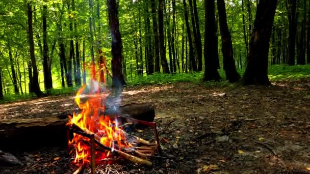 Disparando Incendio Bosque — Vídeos de Stock