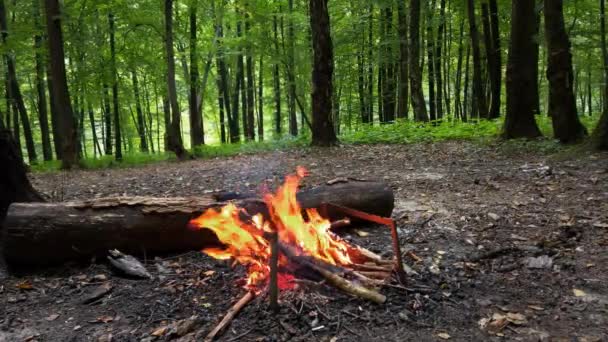 森の中で火を撃つ — ストック動画