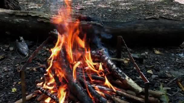 Menembak Api Hutan — Stok Video