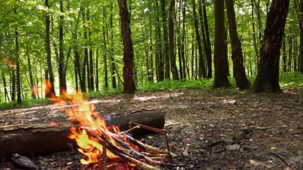 Tirer Sur Feu Dans Forêt — Video