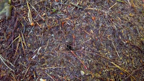 Ein Ameisenhaufen Wald — Stockvideo