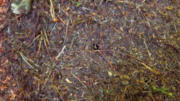 Μια Μυρμηγκοφωλιά Στο Δάσος — Αρχείο Βίντεο