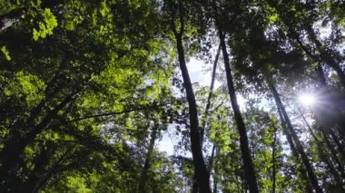 Ağaçlar ormanın içinde gökyüzünün arka planına karşı.