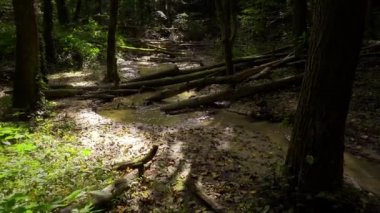 Orman deresi, düşen ağaçlar ve güneş ışınları.