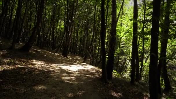 Sentier Dans Forêt — Video