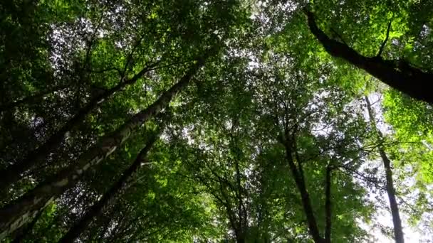 Árvores Contra Pano Fundo Céu Floresta — Vídeo de Stock