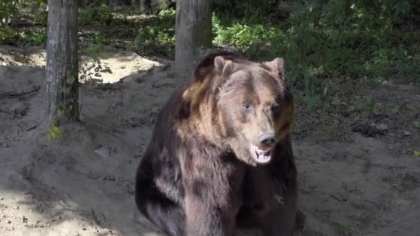 Niedźwiedzie Lesie Filmowanie Latem — Wideo stockowe