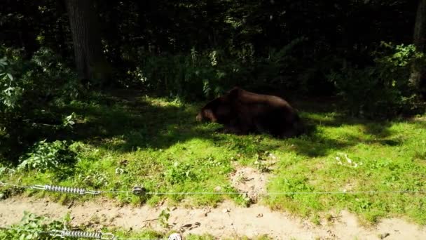 Osos Bosque Filmación Verano — Vídeo de stock