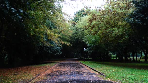 Route Humide Dans Parc Automne Sous Pluie Feuilles Automne Sur — Video