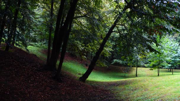 Parque Durante Lluvia — Vídeos de Stock