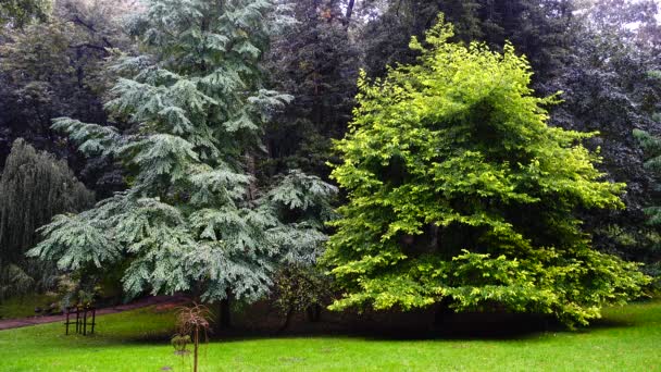 Abeto Parque Durante Chuva — Vídeo de Stock