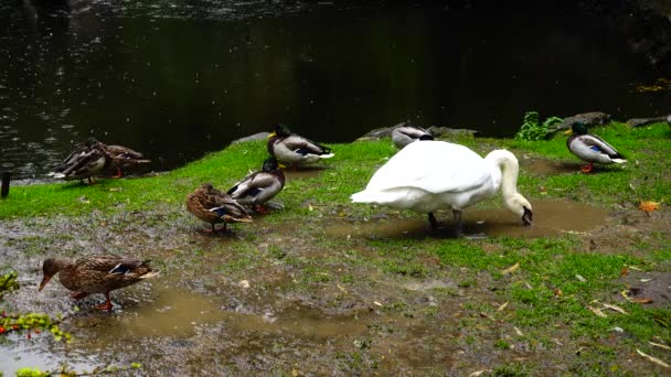 Schwäne Und Enten Hintergrund Eines Teiches Regen — Stockvideo