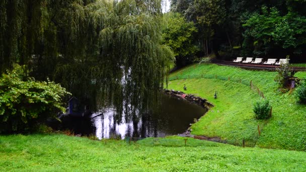 Uma Lagoa Parque Durante Chuva Cisnes Negros Pastam Grama Verde — Vídeo de Stock