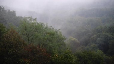 Ağaçların ve yağmurun üstünde sis.