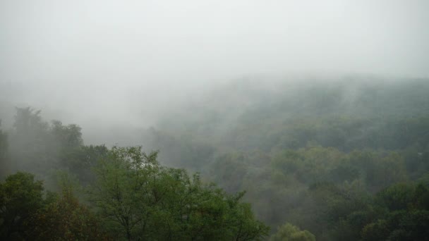 Nevoeiro Sobre Árvores Chuva — Vídeo de Stock