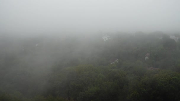 雾笼罩着树木 下着雨 — 图库视频影像