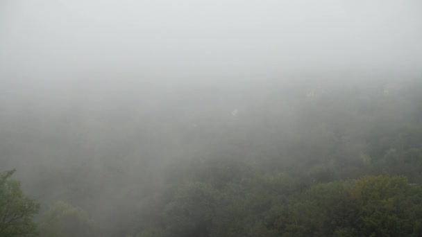 Mgła Nad Drzewami Deszcz — Wideo stockowe