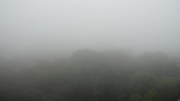 雾笼罩着树木 下着雨 — 图库视频影像
