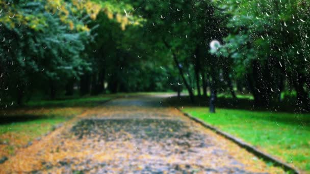 Mokrá cesta v podzimním parku během deště. Pohled z okna.