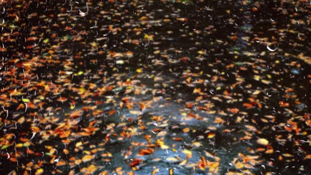 从窗户往外看玻璃上的雨滴 雨中潮湿的沥青路面上的秋叶 — 图库视频影像