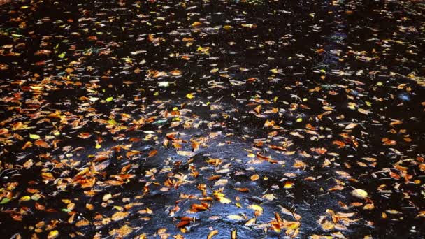 雨中潮湿的沥青路面上的秋叶 — 图库视频影像