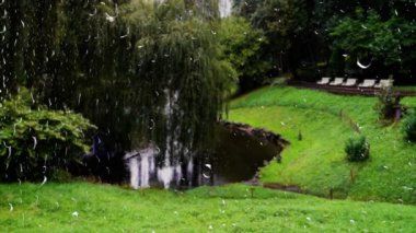 Yağmur sırasında parkta bir gölet. Siyah kuğular yeşil çimlerde otlar. Pencereden bak. Cama yağmur damlaları damlıyor.