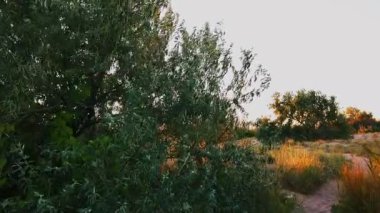 Gün batımında ağaç vurmak. Yazın film çekmek..